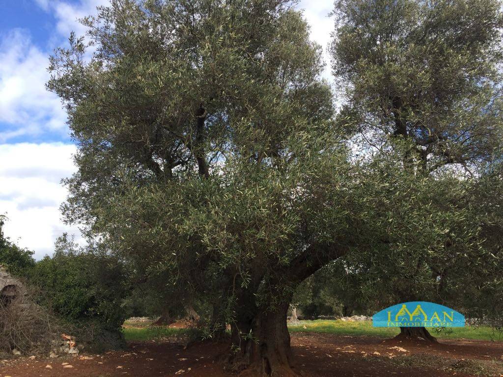 Rustico / casale a Ceglie messapica in Contrada Montagnulo - Foto 4