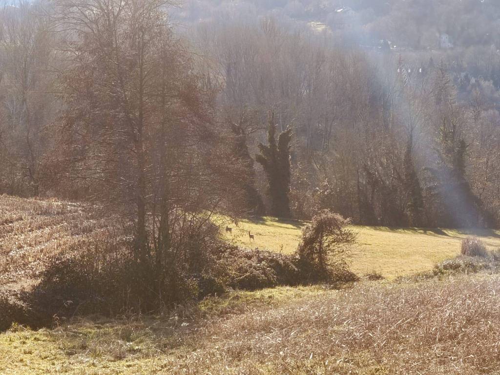 Terreno a Mondovì in Strada Provinciale Mondovì-Vicoforte, 6 - Foto 4