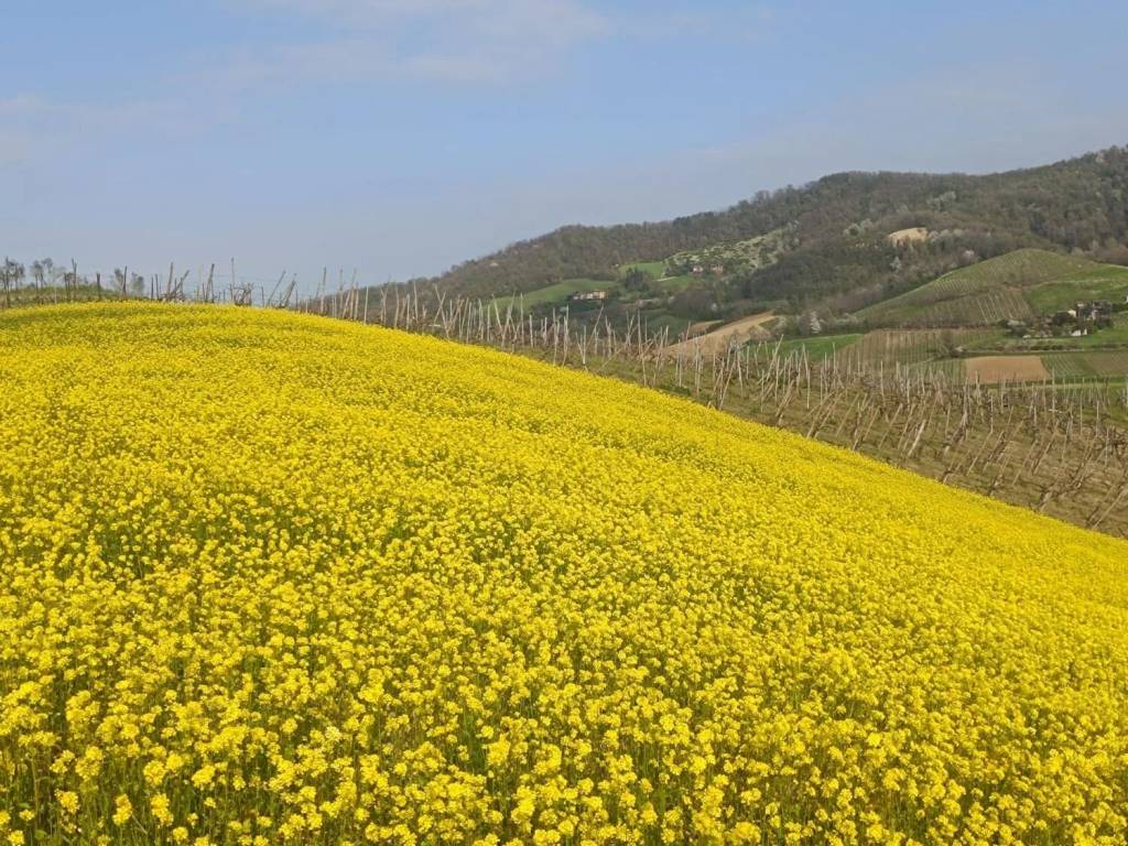 Rustico / casale a Gropparello in Sariano S.N.C. - Foto 3