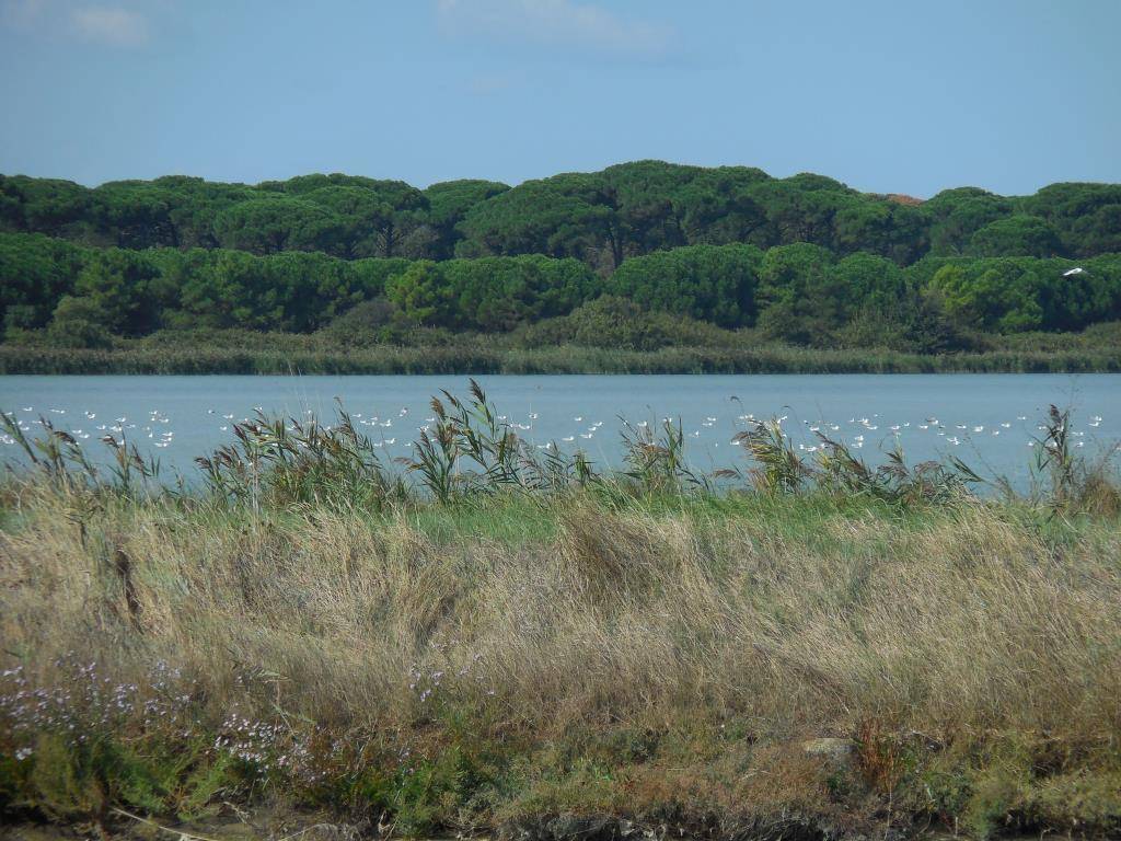 Appartamento a Ravenna in VIA DELLE CAMPANELLE - Foto 5