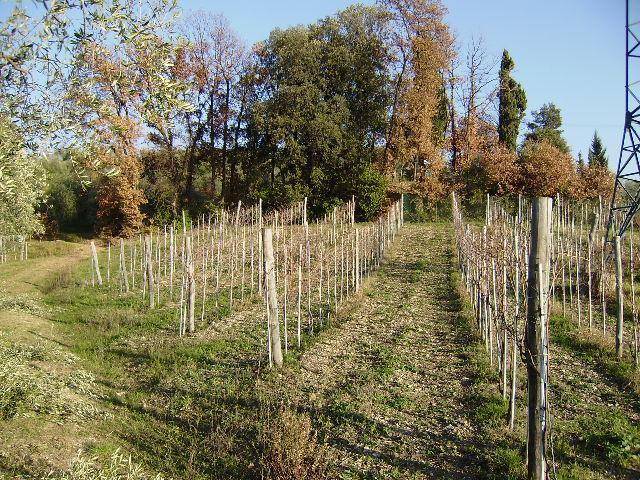 Terreno a Sarzana - Foto 5