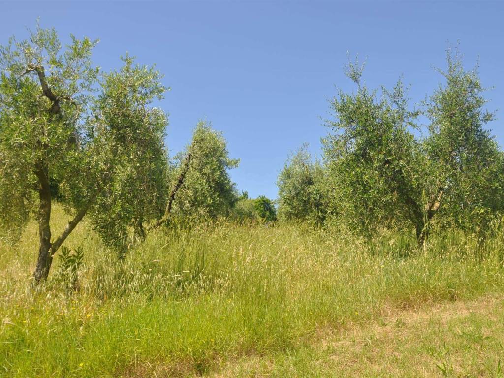 Terreno a Rosignano marittimo in località Pianacce - Foto 3