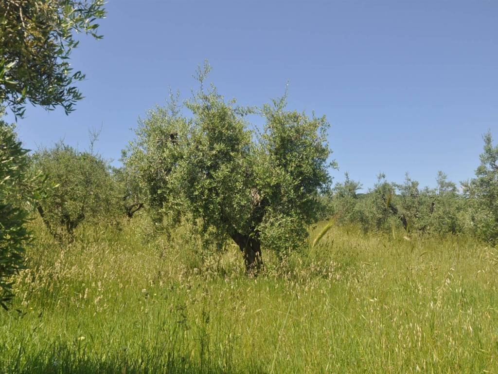 Terreno a Rosignano marittimo in località Pianacce - Foto 5