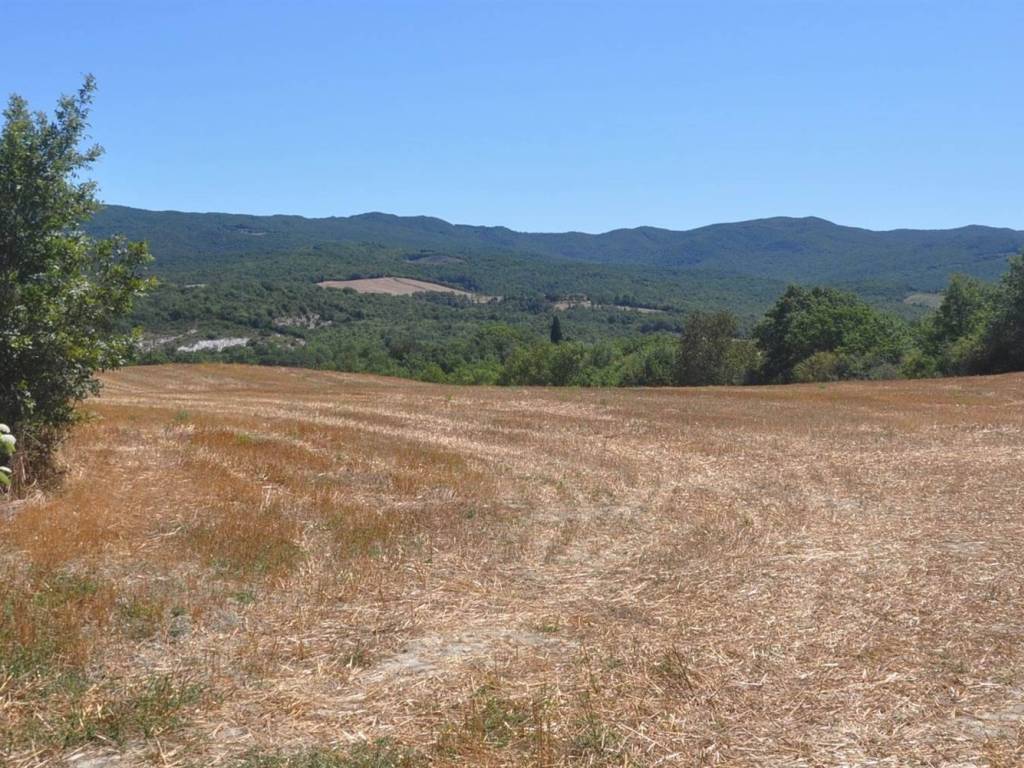 Terreno a Bibbona in Strada Vicinale di Faltona - Foto 3