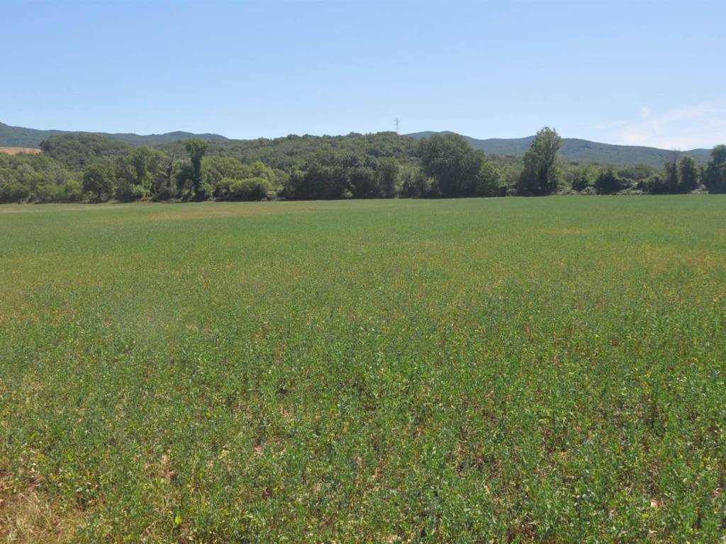 Terreno a Bibbona in Strada Vicinale di Faltona - Foto 4