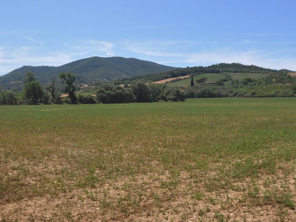 Terreno a Bibbona in Strada Vicinale di Faltona - Foto 5