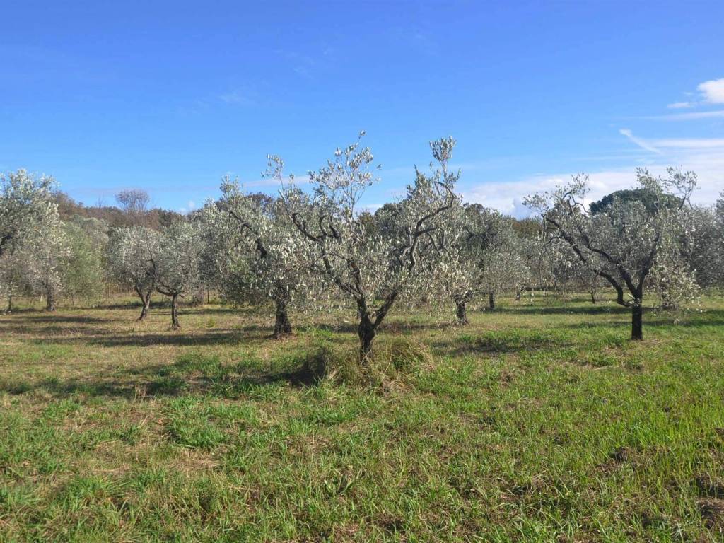 Terreno a Rosignano marittimo in Stradonedei Fichi - Foto 2