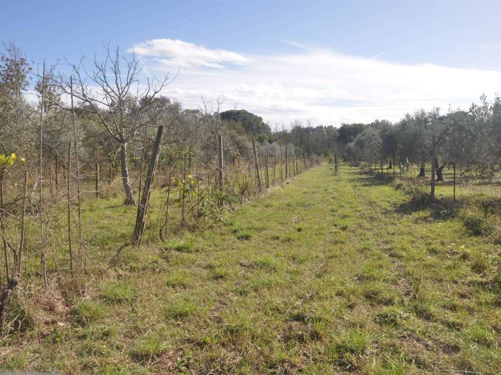 Terreno a Rosignano marittimo in Stradonedei Fichi - Foto 3