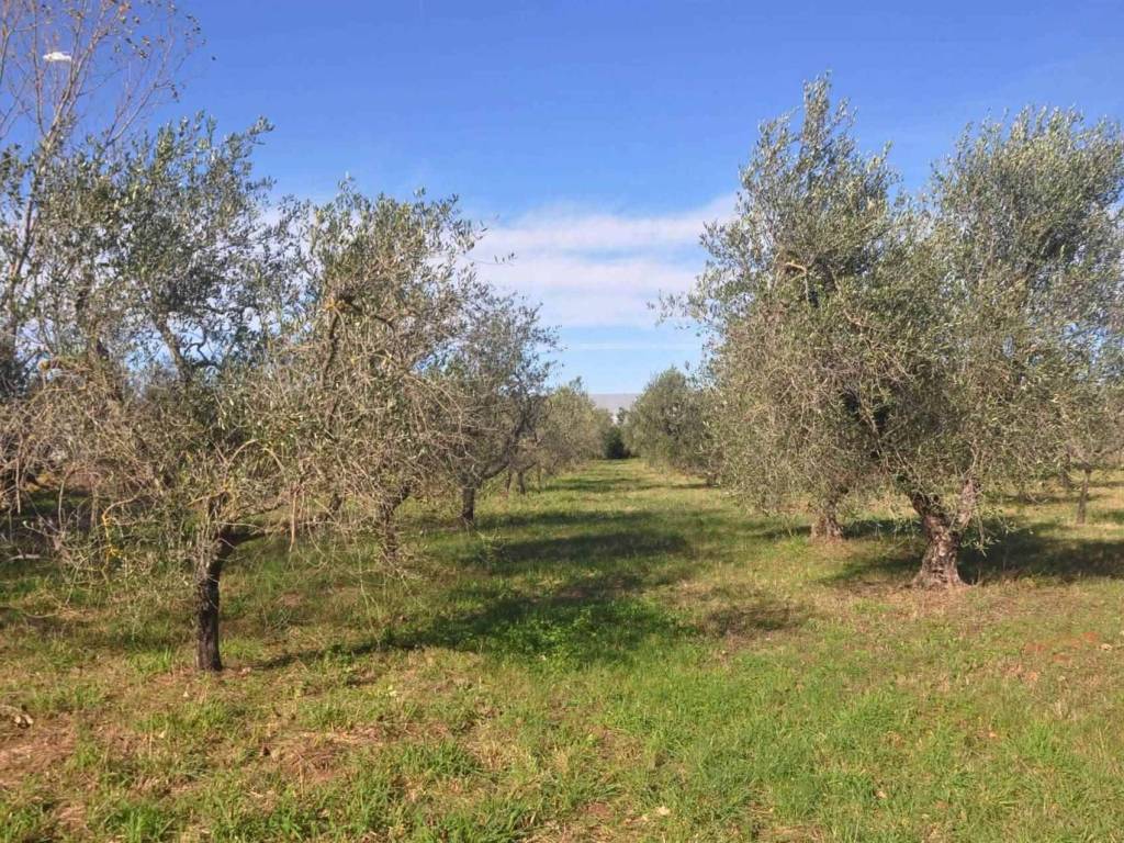 Terreno a Rosignano marittimo in Stradonedei Fichi - Foto 4