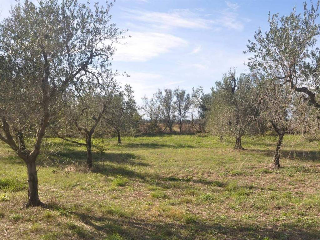 Terreno a Rosignano marittimo in Stradonedei Fichi - Foto 5