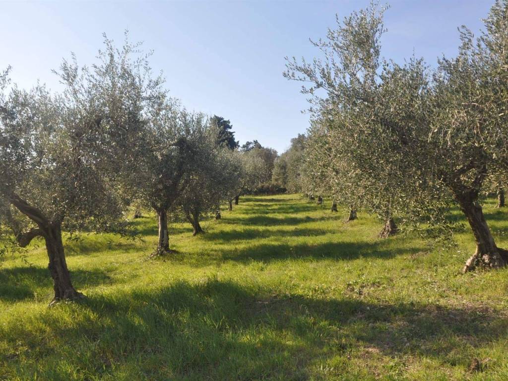 Terreno a Rosignano marittimo in località Pilistrello - Foto 2