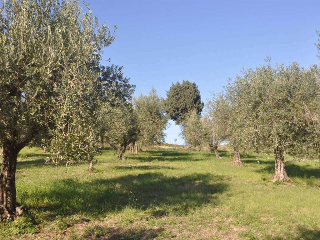 Terreno a Rosignano marittimo in località Pilistrello - Foto 3