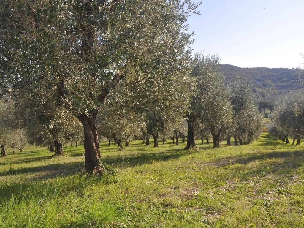 Terreno a Rosignano marittimo in località Pilistrello - Foto 4