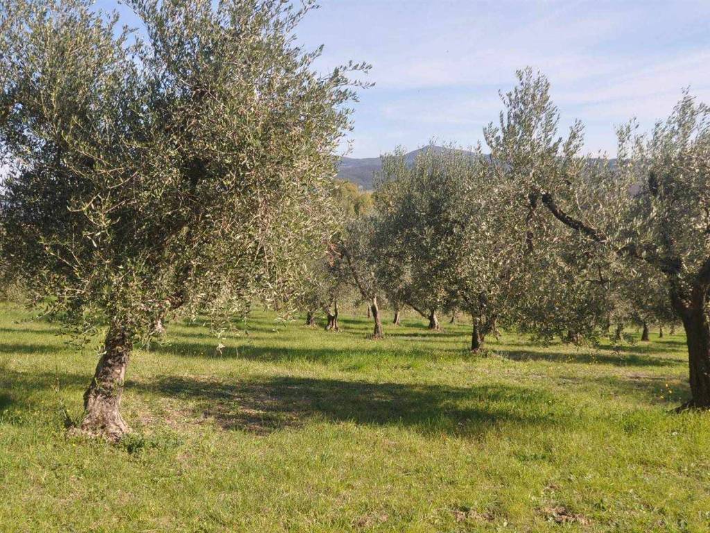 Terreno a Rosignano marittimo in località Pilistrello - Foto 5