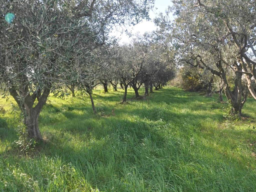 Terreno a Rosignano marittimo in Stradone del Tripesce - Foto 5