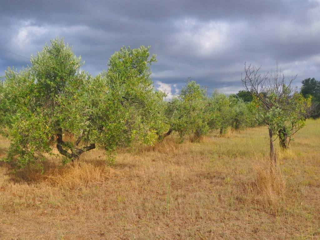 Terreno a Rosignano marittimo in Stradone del Belvedere - Foto 2