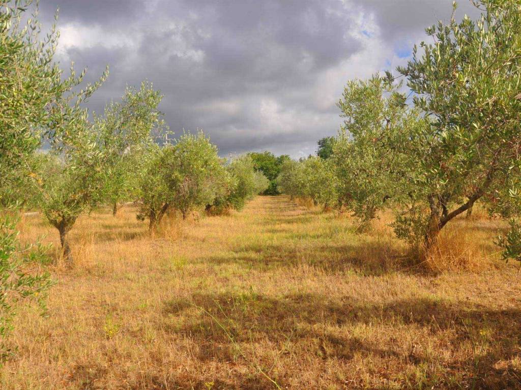 Terreno a Rosignano marittimo in Stradone del Belvedere - Foto 3