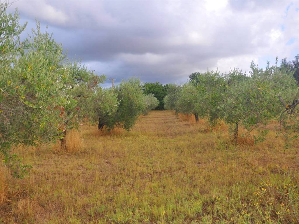 Terreno a Rosignano marittimo in Stradone del Belvedere - Foto 4