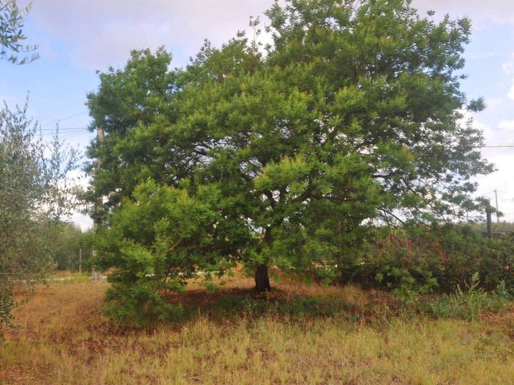 Terreno a Rosignano marittimo in Stradone del Belvedere - Foto 5