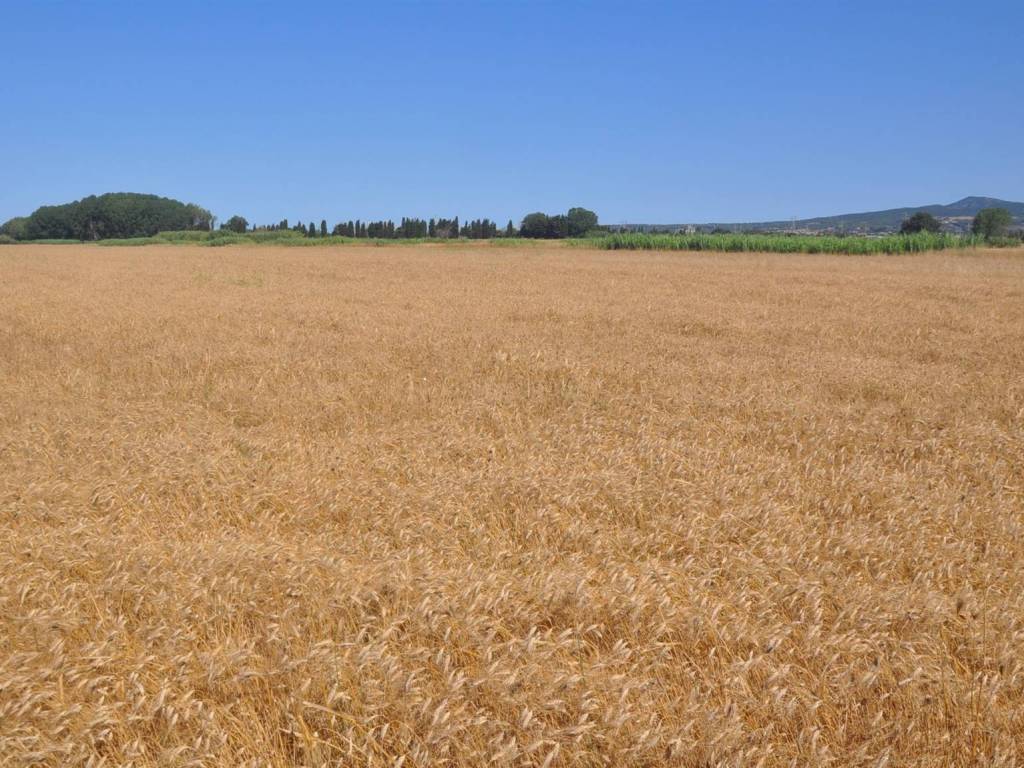 Terreno a Rosignano marittimo in Via la Valle - Foto 5