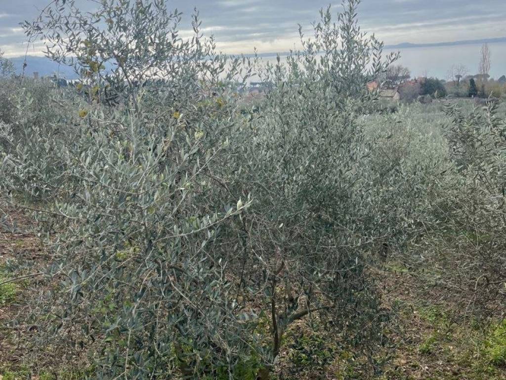 Terreno a Bolsena in Via della Rena - Foto 5