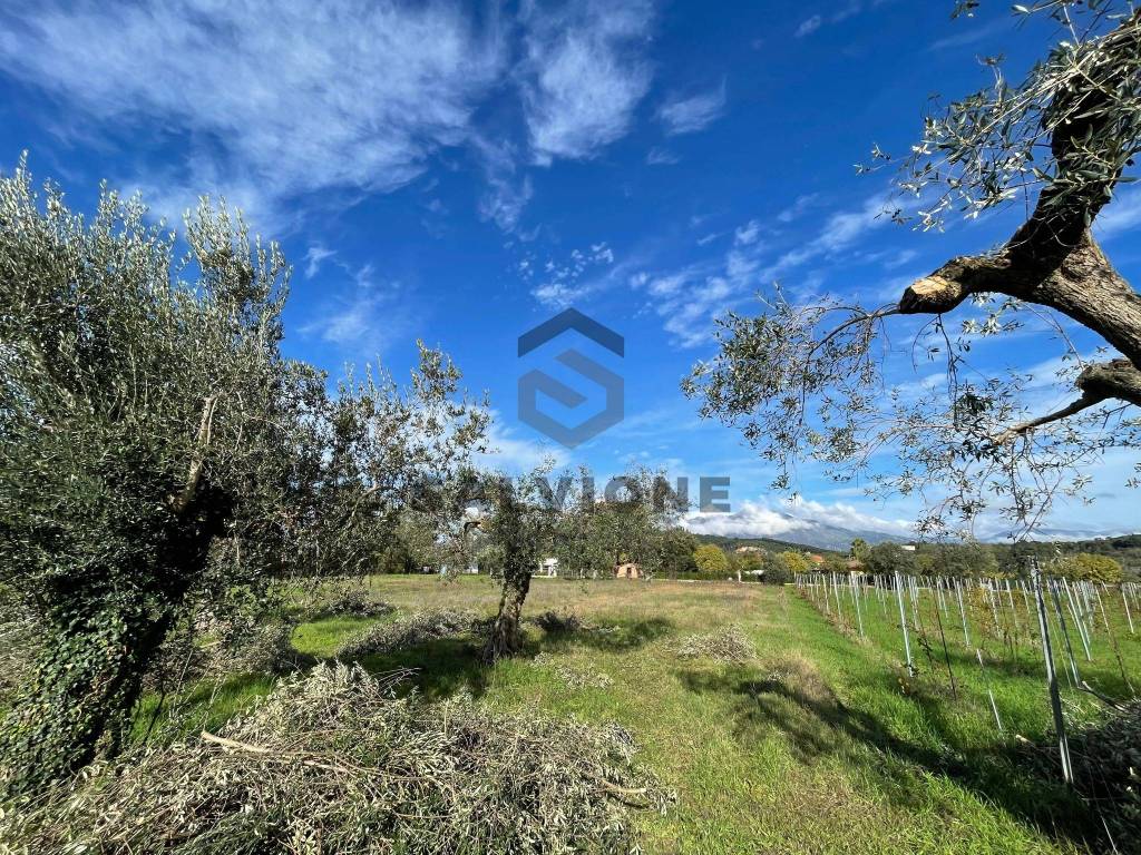 Terreno a Solopaca - Foto 4