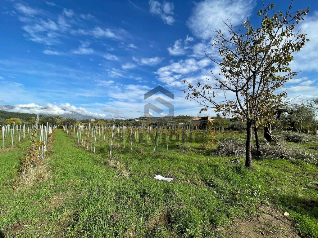 Terreno a Solopaca - Foto 5
