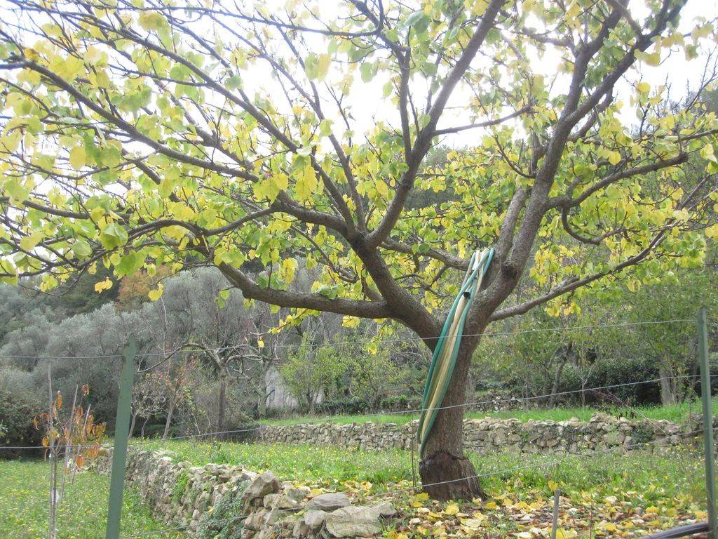 Terreno a Chiusavecchia in Via Strada Piani, 2 - Foto 2