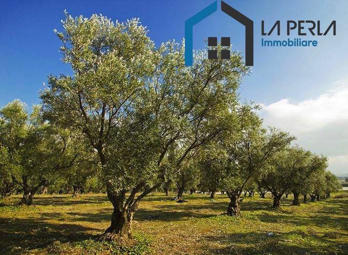 Terreno a Cerignola in Olmo - Foto 2