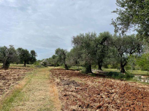 Rustico / casale a San michele salentino in Via San Michele Arcangelo - Foto 3