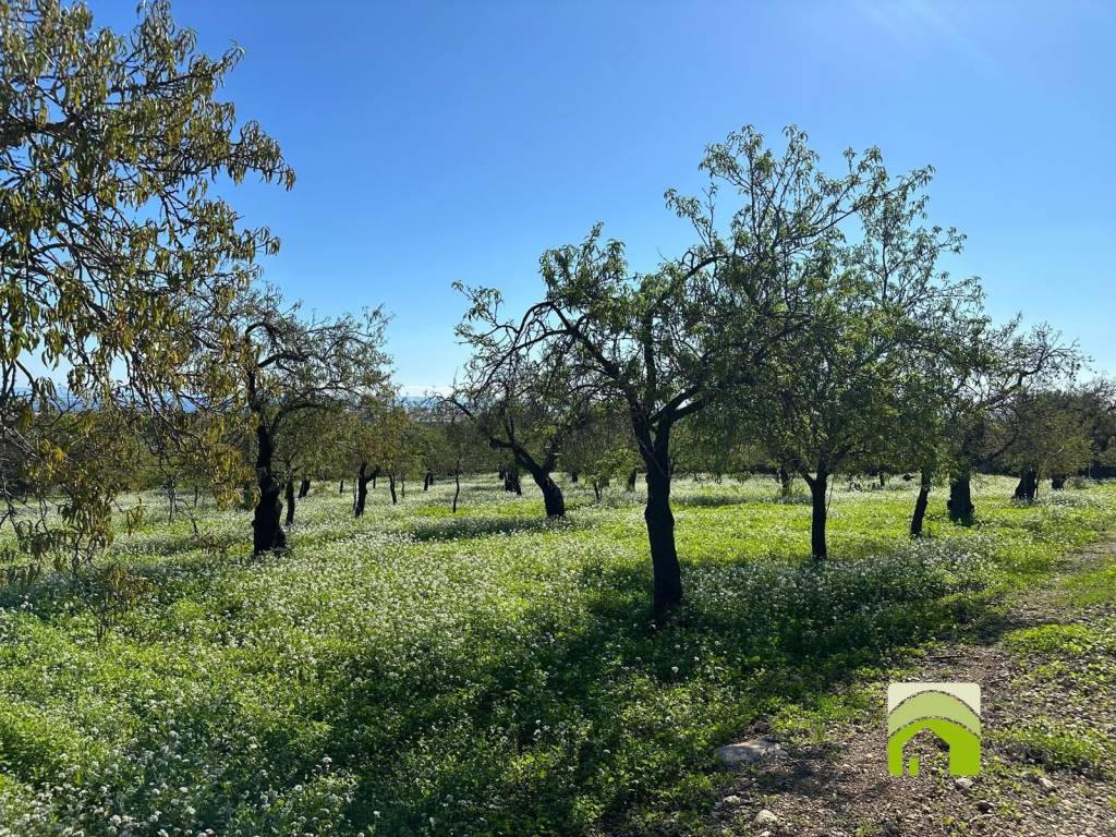 Terreno a Avola in Contrada Mandalà - Foto 5