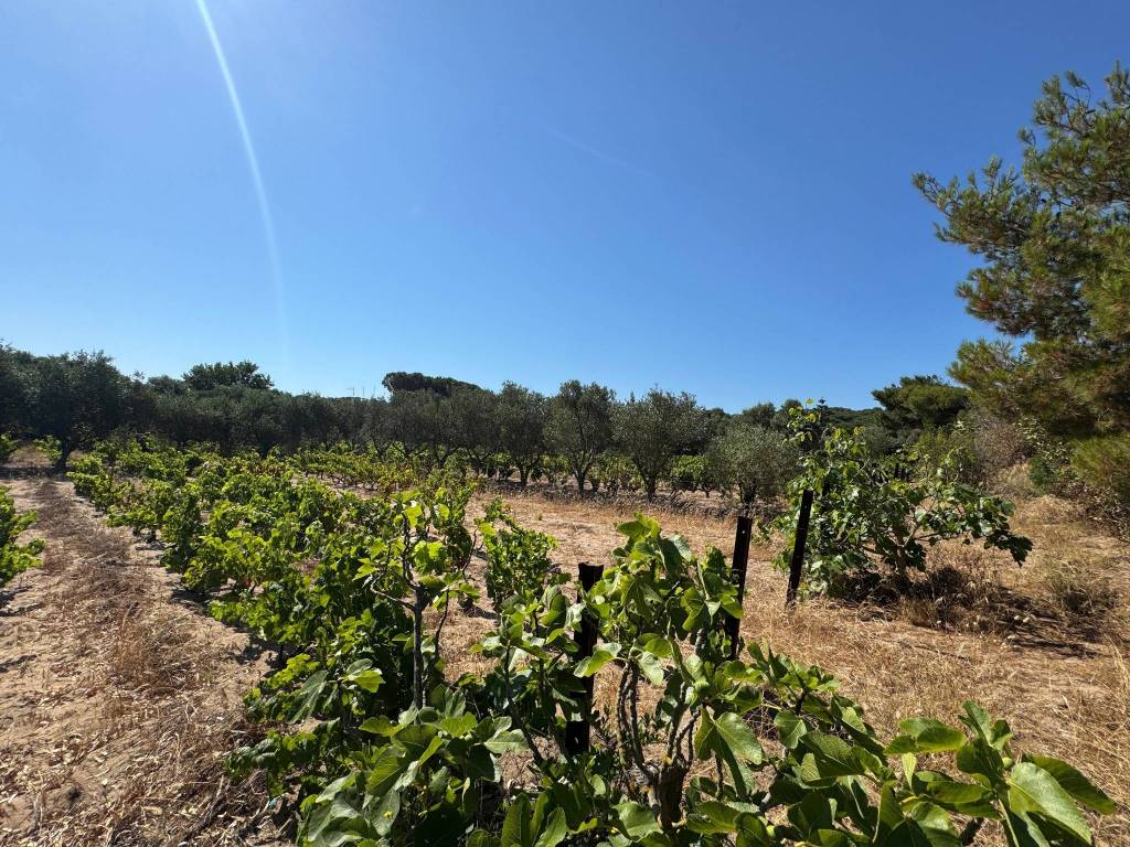 Terreno a Gonnesa - Foto 4