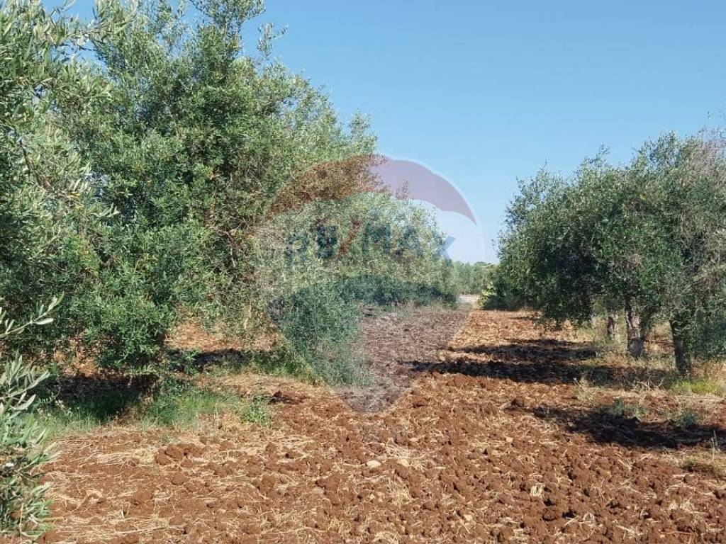 Terreno a Modica in contrada Mìchelica - Foto 2