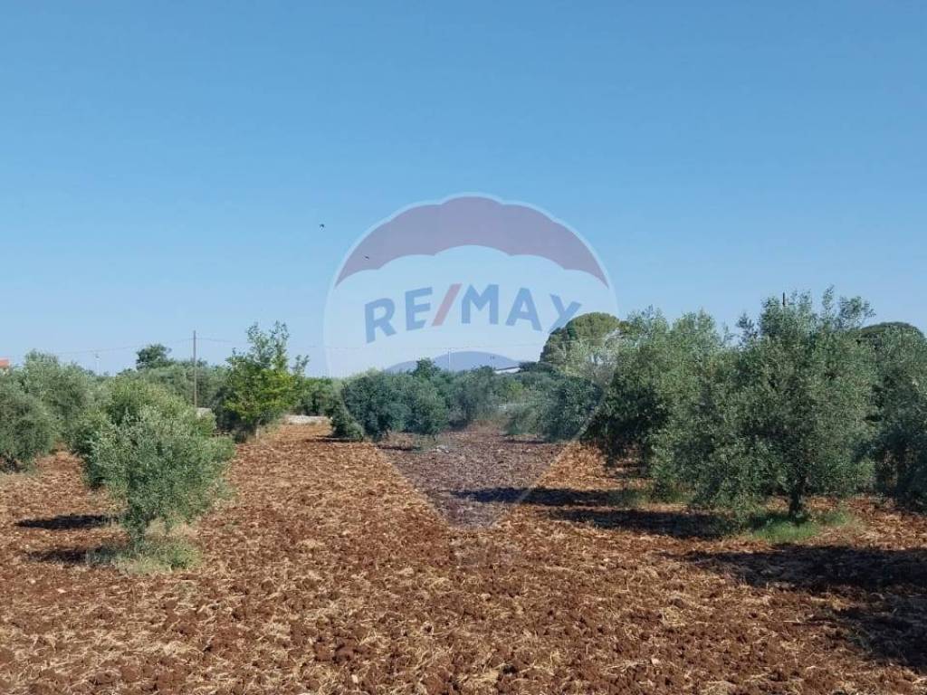 Terreno a Modica in contrada Mìchelica - Foto 3