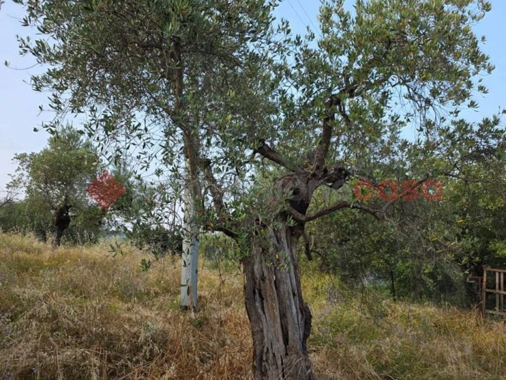Terreno a Pistoia in Via Caloria - Foto 5