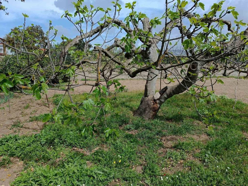 Terreno a San giovanni suergiu - Foto 3