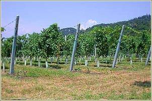 Terreno a Affi in Via Costabella - Foto 2
