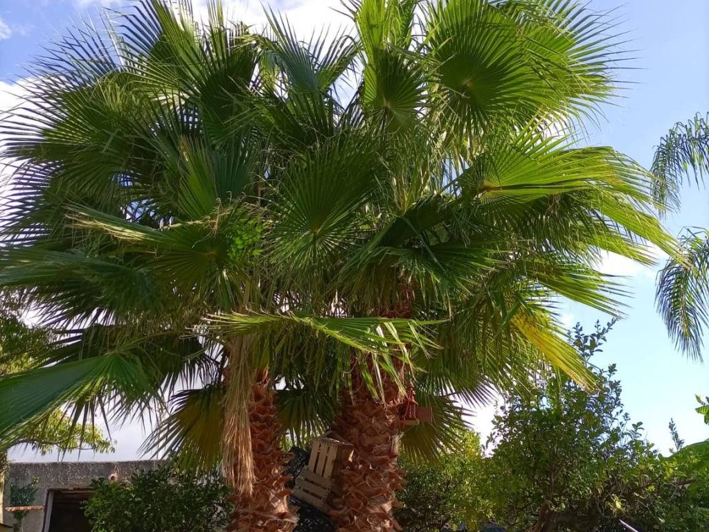 Terreno a Trappeto in Contrada San Cataldo - Foto 4