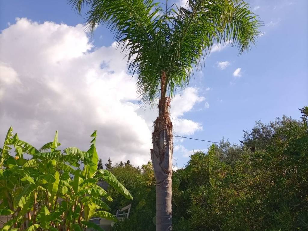 Terreno a Trappeto in Contrada San Cataldo - Foto 5