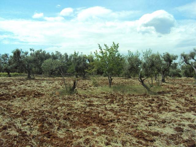 Terreno a Carovigno - Foto 2
