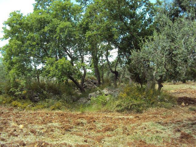 Terreno a Carovigno - Foto 3