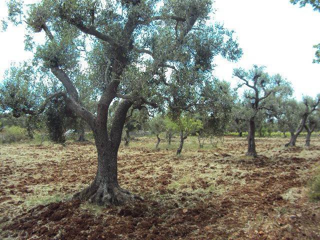 Terreno a Carovigno - Foto 4