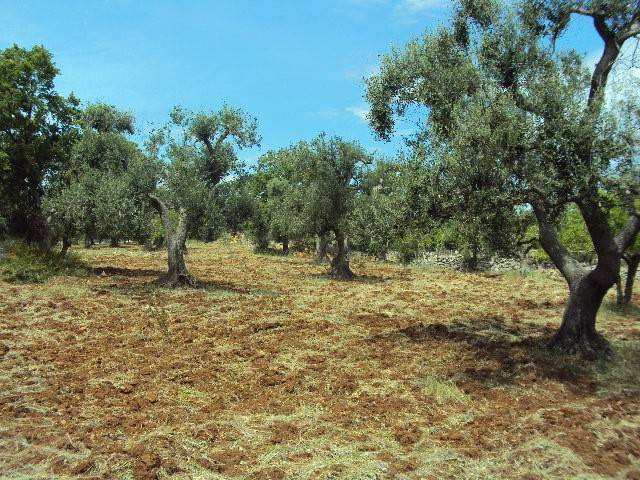 Terreno a Carovigno - Foto 5