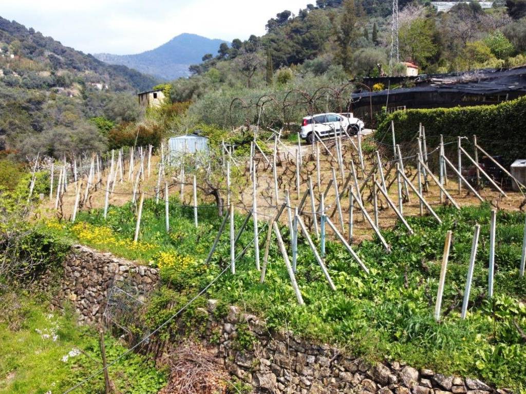 Terreno a Vallebona in Località ciaudauda - Foto 3