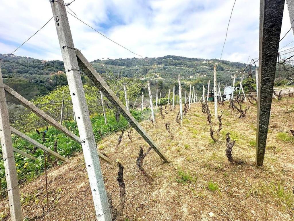 Terreno a Vallebona in Località ciaudauda - Foto 4