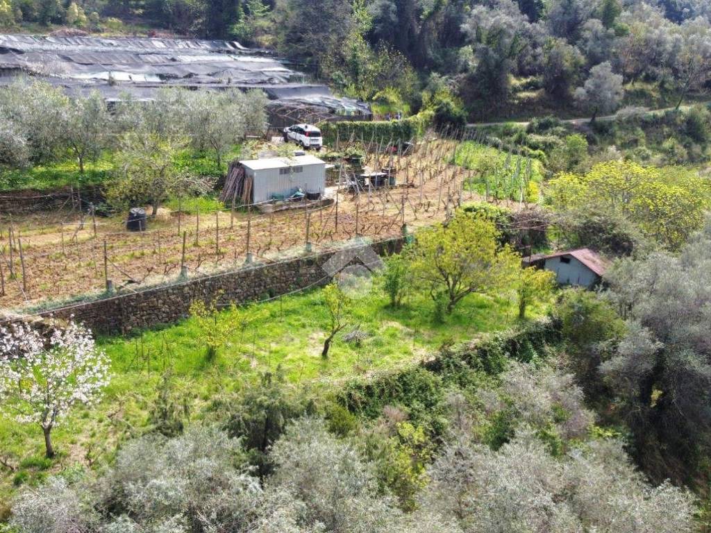 Terreno a Vallebona in Località ciaudauda - Foto 5
