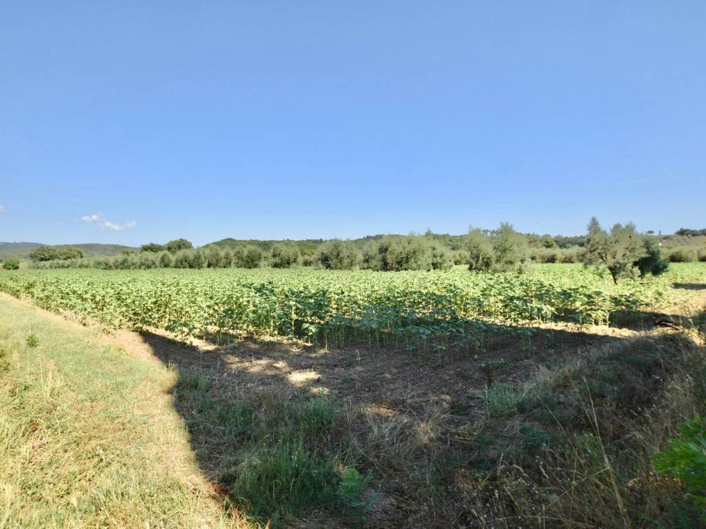 Terreno a Suvereto in Via Pilade Caporali, 42 - Foto 2