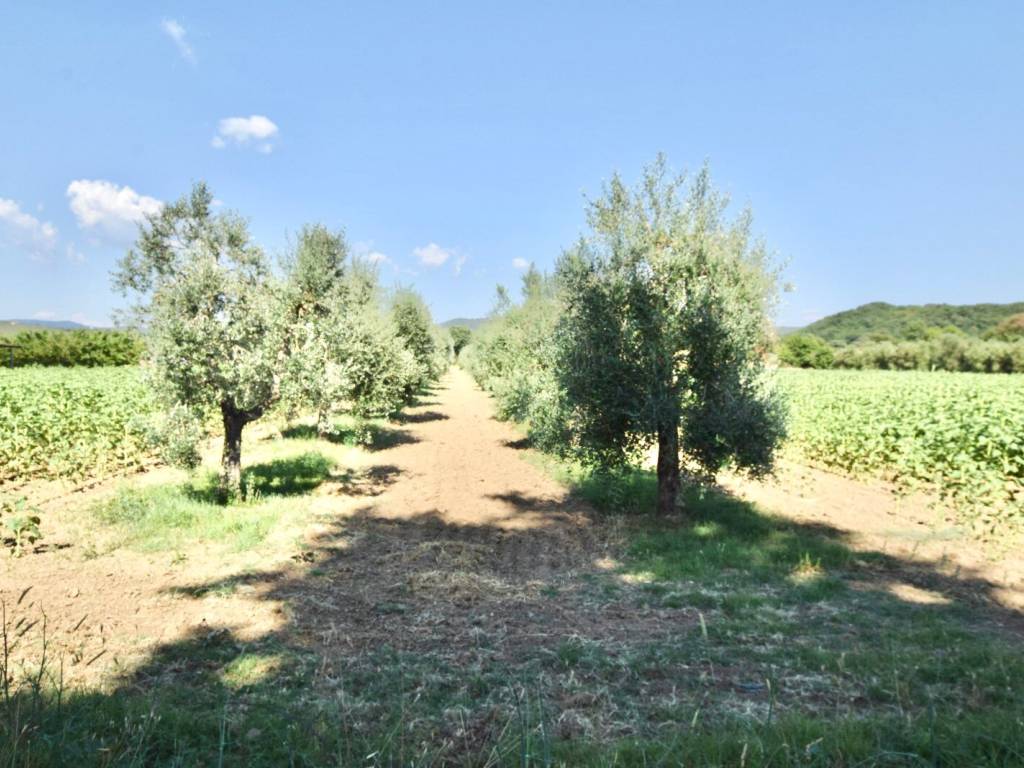 Terreno a Suvereto in Via Pilade Caporali, 42 - Foto 3