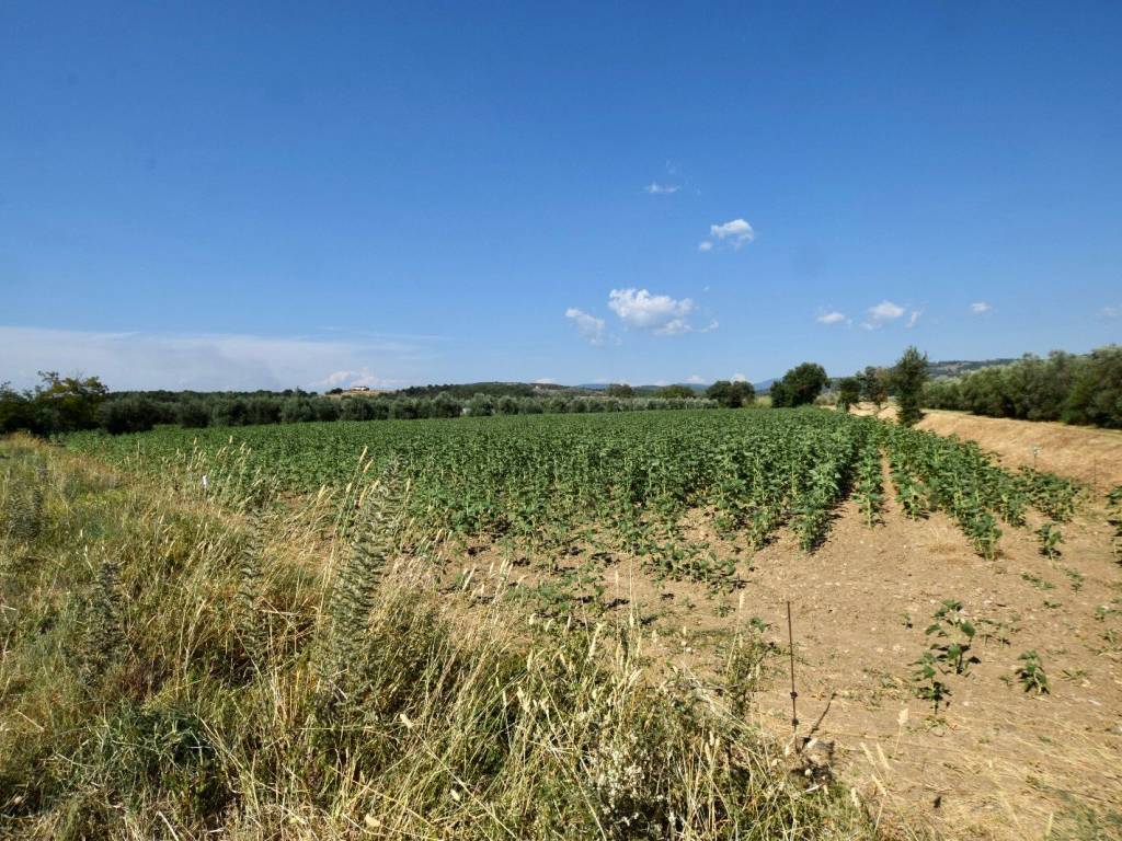Terreno a Suvereto in Via Pilade Caporali, 42 - Foto 4