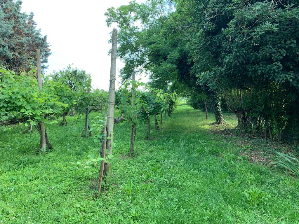 Villa a Borgoricco in Via Pelosa, 26 - Foto 5